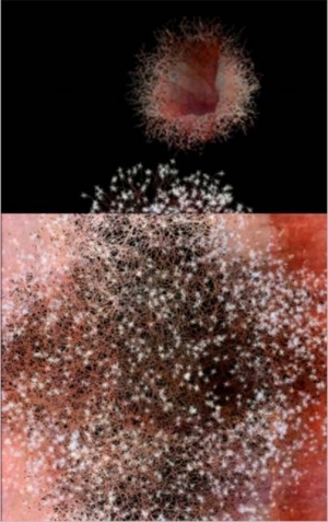 约瑟夫·尼克维多的当代艺术作品《肛门宇宙》