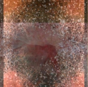 约瑟夫·尼克维多的当代艺术作品《后窗珍品》