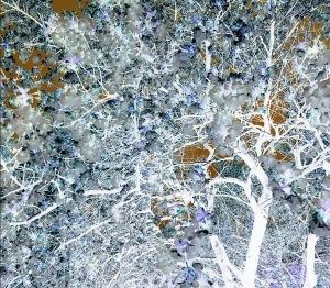 菲力浦·哈拉波达的当代艺术作品《马普斯组织,06》
