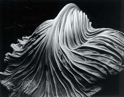 爱德华·亨利·韦斯顿 当代摄影作品 -  《卷心菜的叶子,1931》