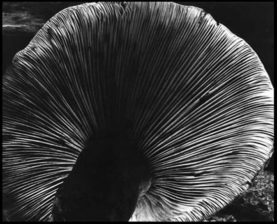 爱德华·亨利·韦斯顿 当代摄影作品 -  《蘑菇,1940》