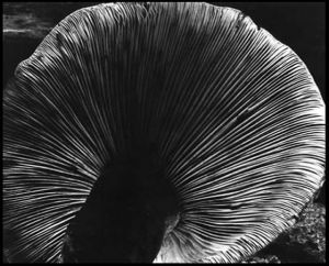 爱德华·亨利·韦斯顿的当代艺术作品《蘑菇,1940》