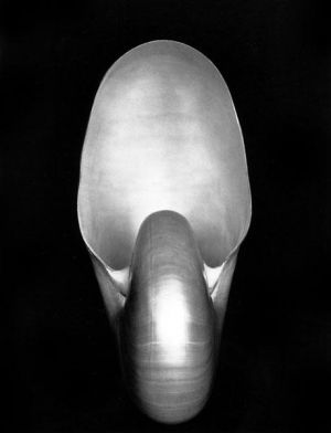 爱德华·亨利·韦斯顿的当代艺术作品《鹦鹉螺,1927》