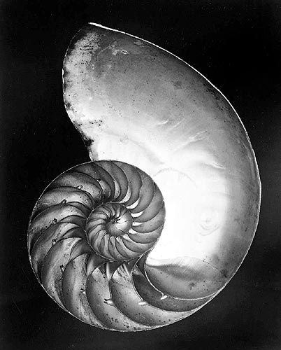 爱德华·亨利·韦斯顿 当代摄影作品 -  《贝壳,1927》