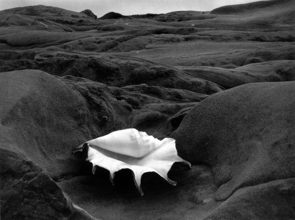 爱德华·亨利·韦斯顿 当代摄影作品 -  《贝壳与岩石的搭配,1931》