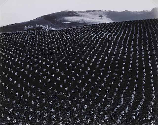 爱德华·亨利·韦斯顿 当代摄影作品 -  《西红柿田地,1937》
