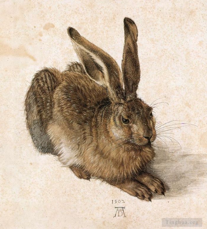 阿尔布雷特·丢勒 的各类绘画作品 -  《一只年轻的野兔》