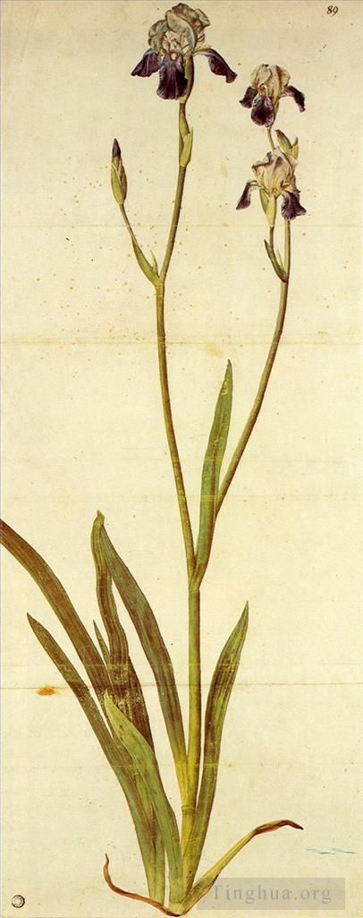 阿尔布雷特·丢勒 的各类绘画作品 -  《鸢尾花》