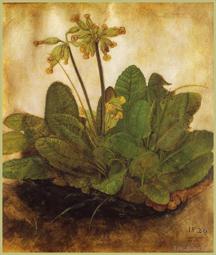 阿尔布雷特·丢勒 的各类绘画作品 -  《报春花》