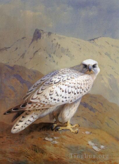 阿奇博尔德·索伯恩 的油画作品 -  《格陵兰猎鹰或吉尔猎鹰》