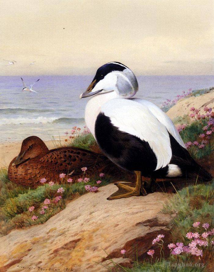 阿奇博尔德·索伯恩 的油画作品 -  《普通绒鸭》