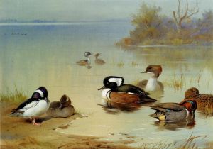艺术家阿奇博尔德·索伯恩作品《水头鸭美国绿翅水鸭和连帽秋沙鸭》