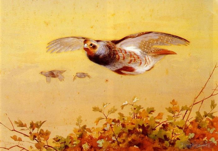 阿奇博尔德·索伯恩 的各类绘画作品 -  《飞行中的英国鹧鸪》