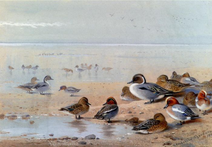 阿奇博尔德·索伯恩 的各类绘画作品 -  《针尾鸭青色和,Wigeon,在海边》