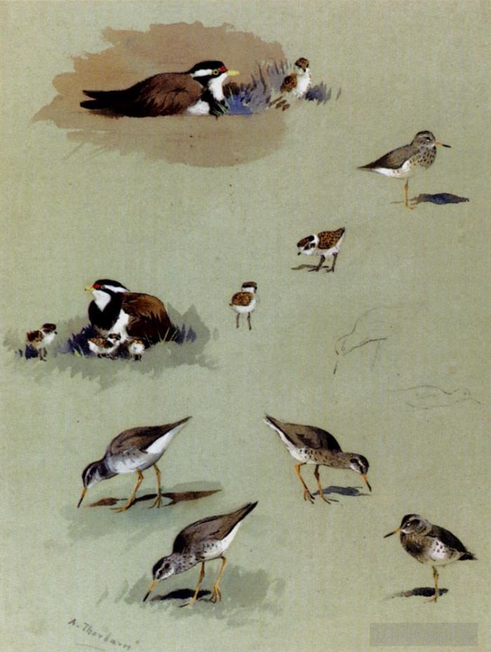 阿奇博尔德·索伯恩 的各类绘画作品 -  《鹬,米色骏马和其他鸟类的研究》