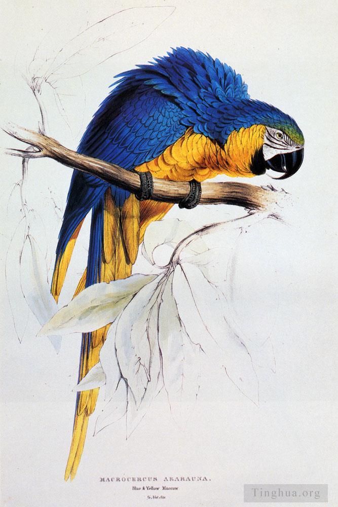 爱德华·李尔 的各类绘画作品 -  《蓝色和黄色金刚鹦鹉》