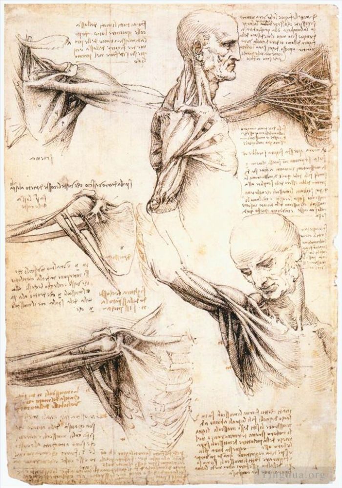 列奥纳多·达·芬奇 的各类绘画作品 -  《肩部的解剖学研究》