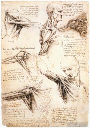 艺术家列奥纳多·达·芬奇作品《肩部的解剖学研究》