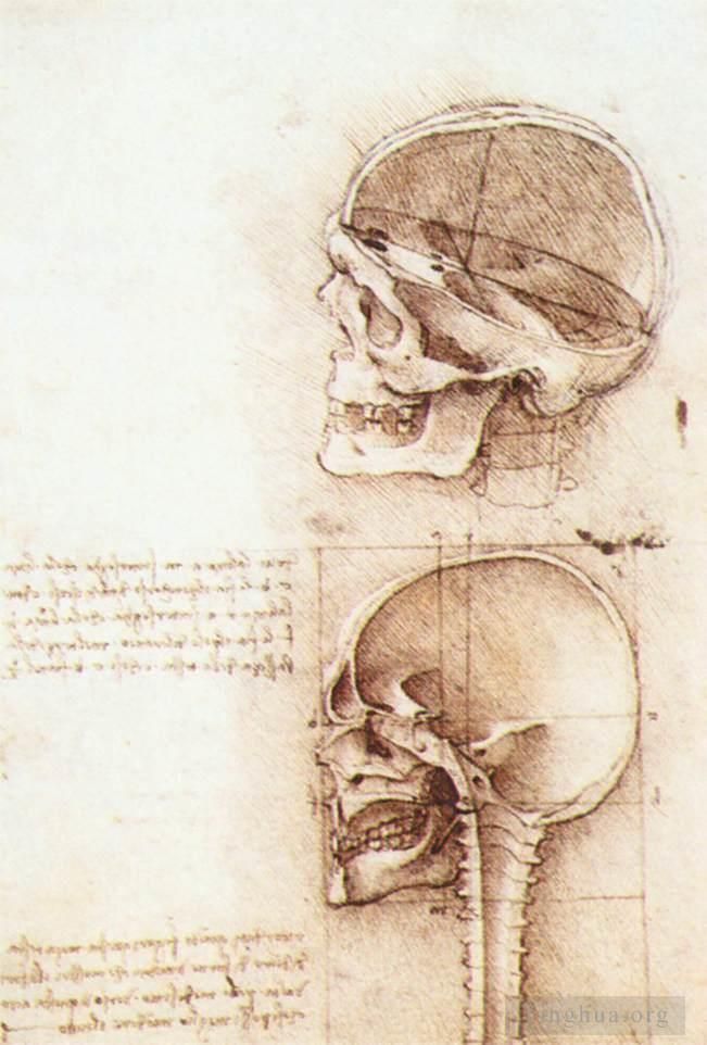 列奥纳多·达·芬奇 的各类绘画作品 -  《人类头骨的研究》