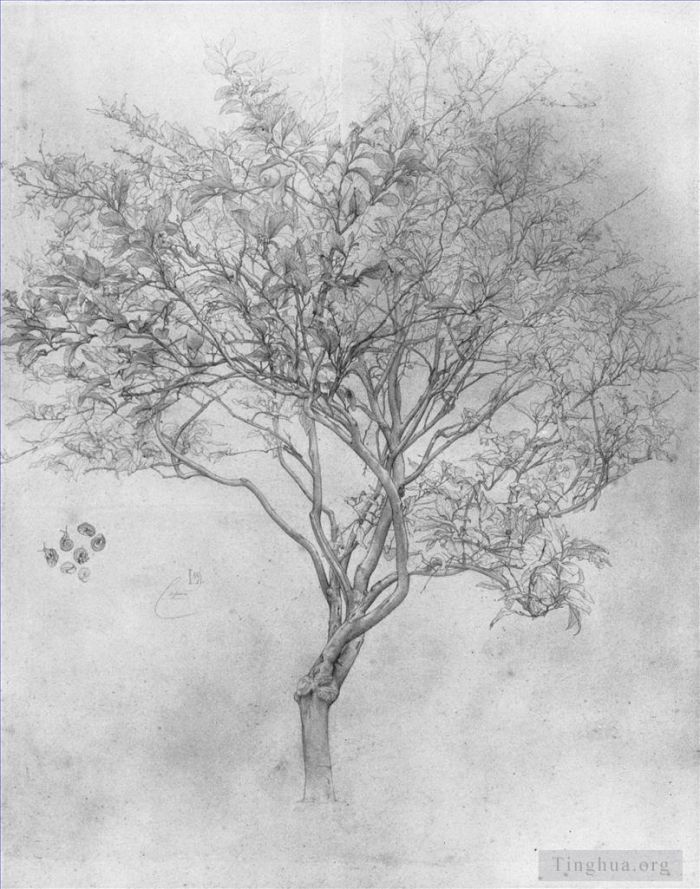 弗雷德里克·莱顿爵士 的各类绘画作品 -  《柠檬树的研究》