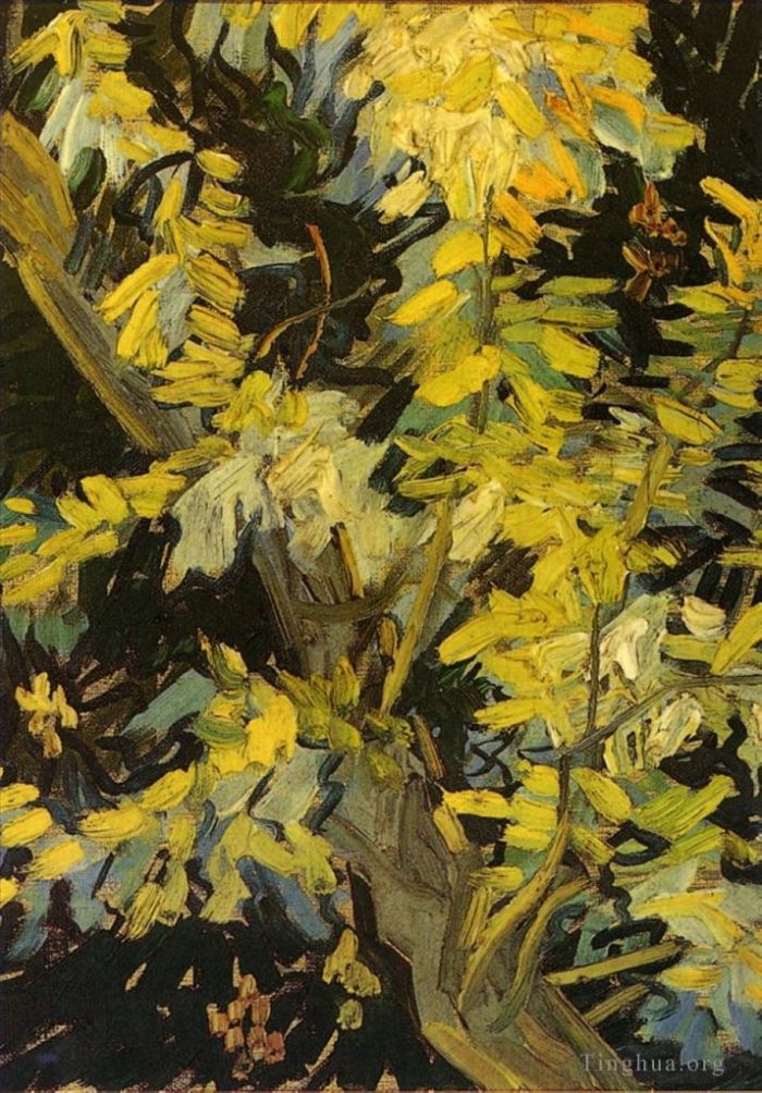 文森特·威廉·梵高 的油画作品 -  《盛开的金合欢树枝》