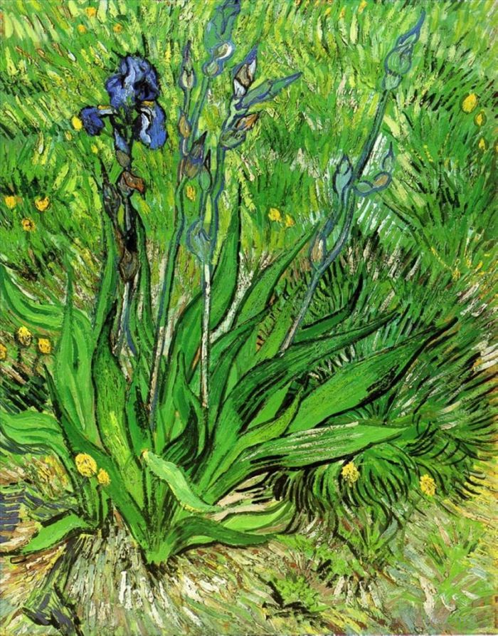 文森特·威廉·梵高 的油画作品 -  《一株鸢尾花》